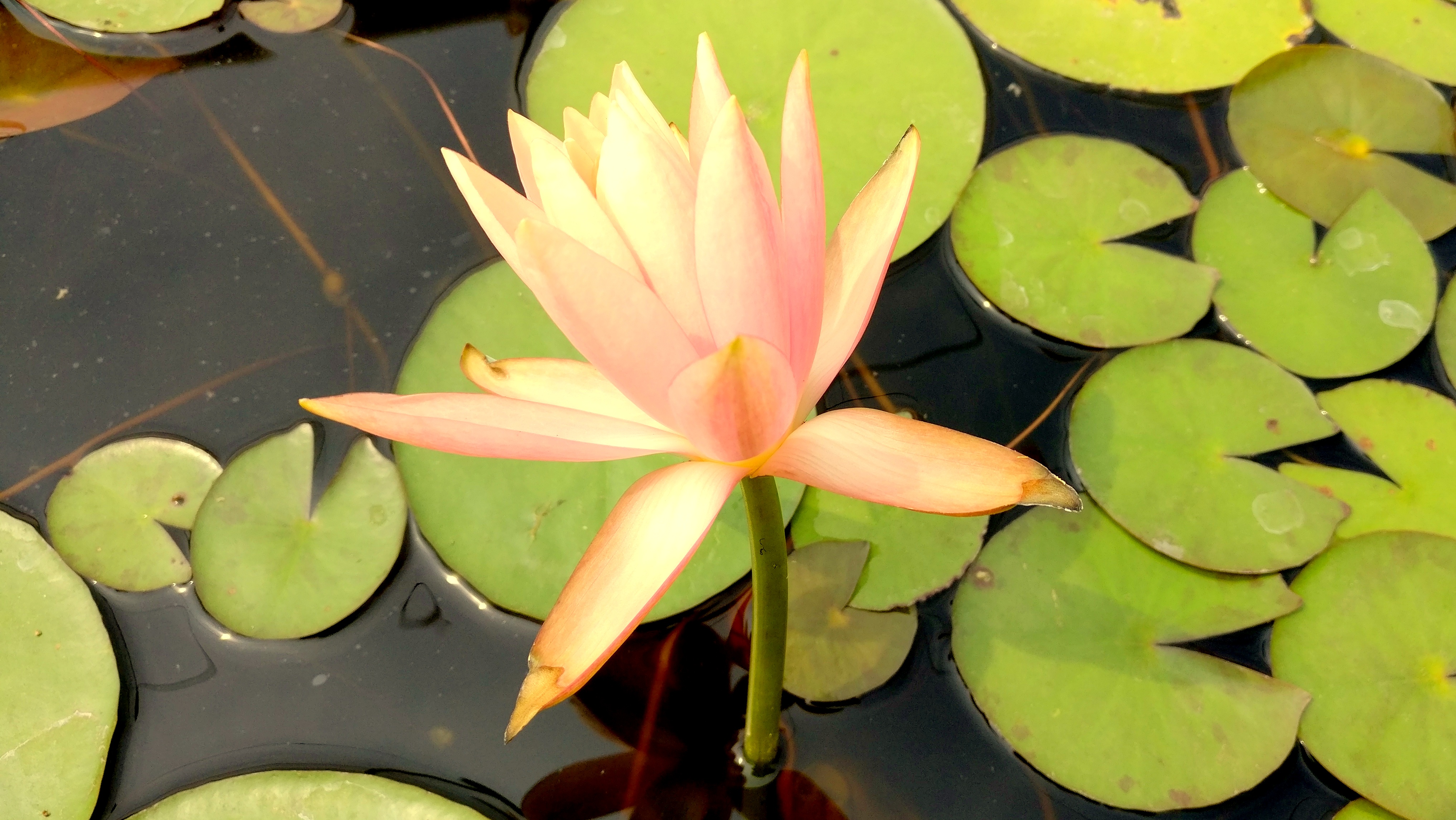 The Naturally Better Science: Biomimicry